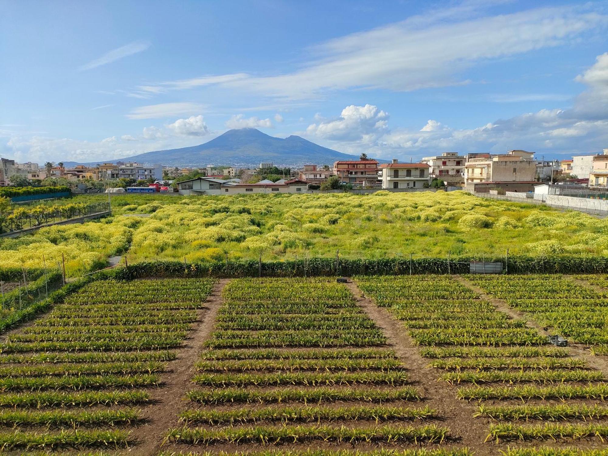 Apartamento Lilla Housing Castellammare di Stabia Exterior foto